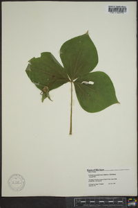 Trillium grandiflorum image