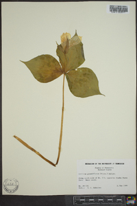 Trillium grandiflorum image