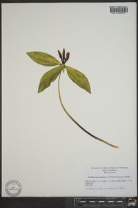 Trillium lanceolatum image