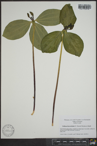 Trillium lanceolatum image