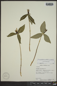 Trillium lancifolium image