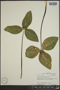 Trillium ludovicianum image