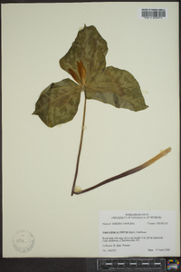 Trillium luteum image