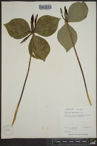 Trillium maculatum image