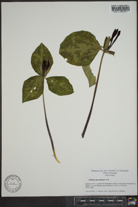 Trillium maculatum image