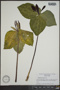 Trillium maculatum image