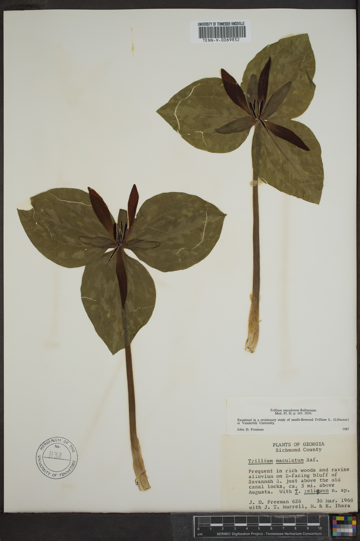 Trillium maculatum image