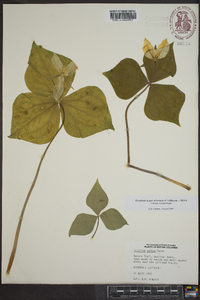 Trillium ovatum image