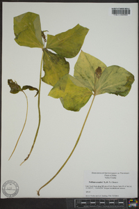 Trillium scouleri image