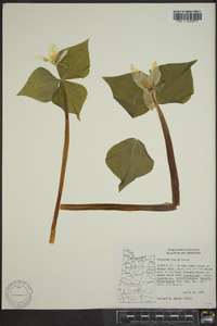 Trillium ovatum image