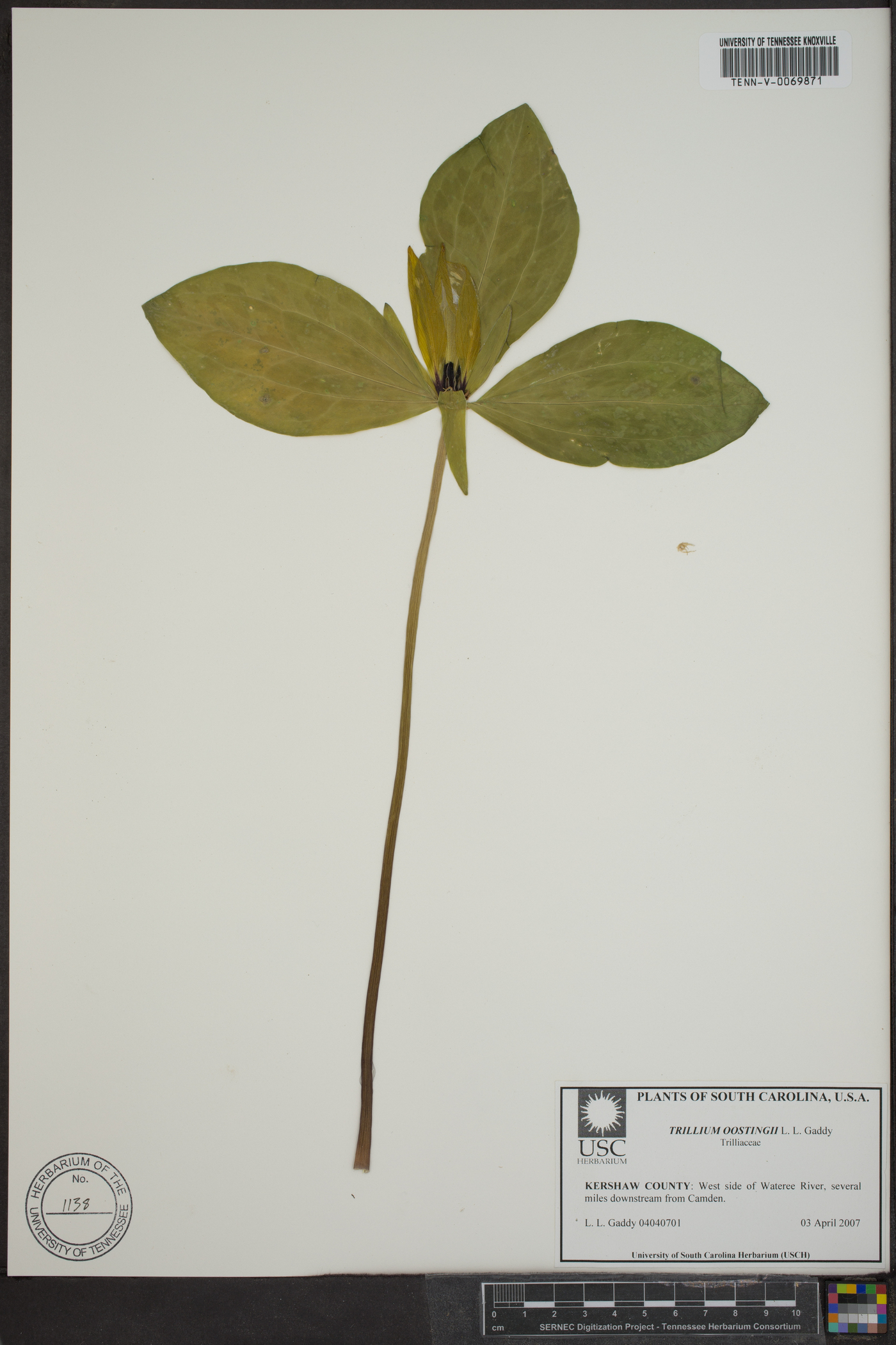 Trillium oostingii image