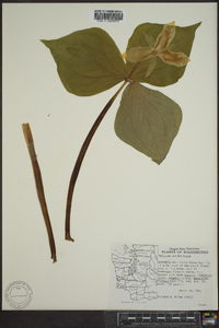 Trillium ovatum image