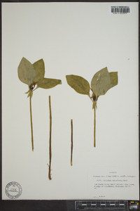 Trillium recurvatum image