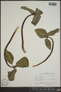 Trillium recurvatum image