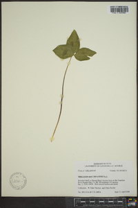 Trillium recurvatum image