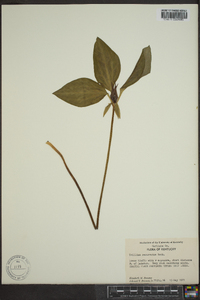 Trillium recurvatum image