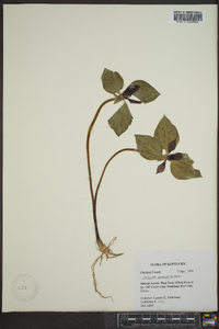 Trillium recurvatum image