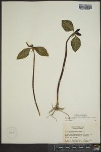 Trillium recurvatum image