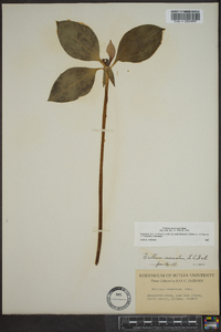 Trillium recurvatum image