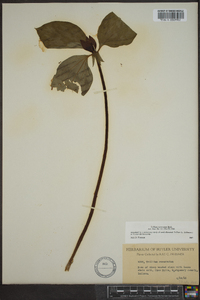 Trillium recurvatum image