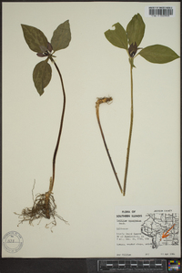 Trillium recurvatum image