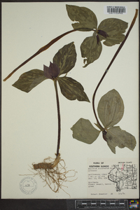 Trillium recurvatum image