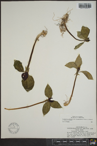 Trillium recurvatum image