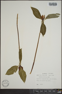 Trillium recurvatum image