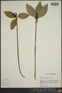 Trillium recurvatum image