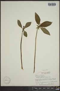 Trillium recurvatum image