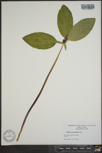 Trillium recurvatum image