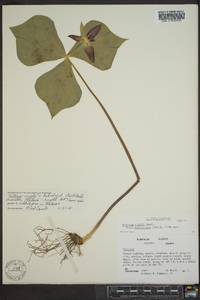 Trillium rugelii image