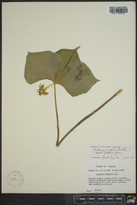 Trillium rugelii image