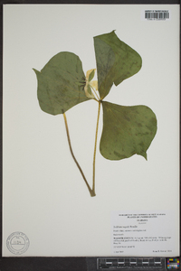 Trillium rugelii image