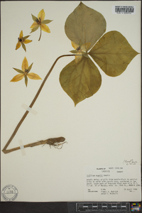 Trillium rugelii image