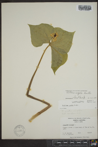 Trillium rugelii image