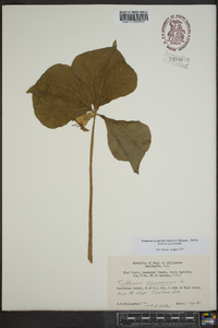 Trillium rugelii image