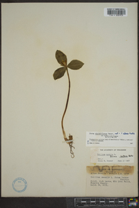 Trillium sessile image