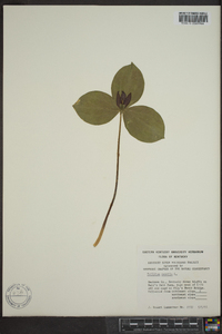 Trillium sessile image