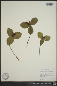 Trillium sessile image