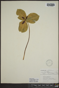 Trillium sessile image