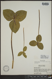 Trillium sessile image