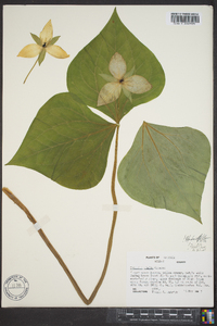 Trillium simile image