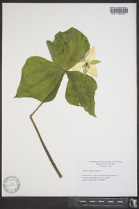 Trillium simile image