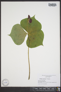 Trillium sulcatum image