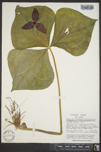 Trillium sulcatum image