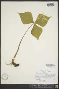 Trillium sulcatum image