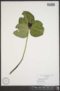 Trillium stamineum image