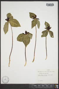 Trillium stamineum image