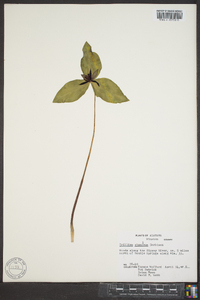 Trillium stamineum image